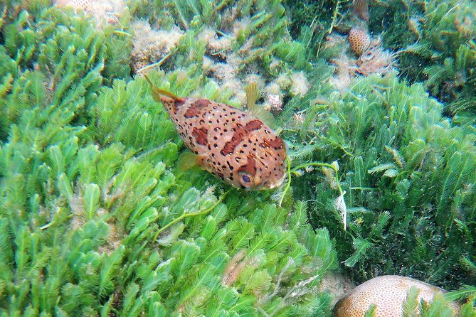 Snorkeling in Gatas Bay - Key Points