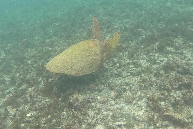 Snorkeling in Gatas Bay - Inclusions