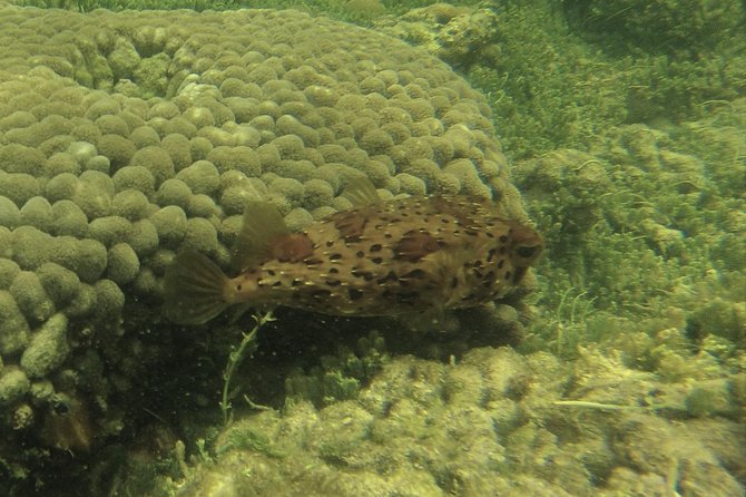 Snorkeling in Gatas Bay - Scenic Highlights
