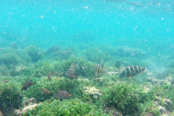 Snorkeling in Gatas Bay - Booking and Inquiries