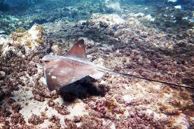 Snorkeling in Gran Canaria With Hotel Pick-Up - Snorkeling Equipment and Attire