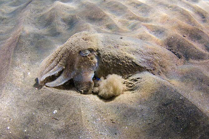 Snorkeling in Gran Canaria With Hotel Pick-Up - Underwater Sights and Marine Life