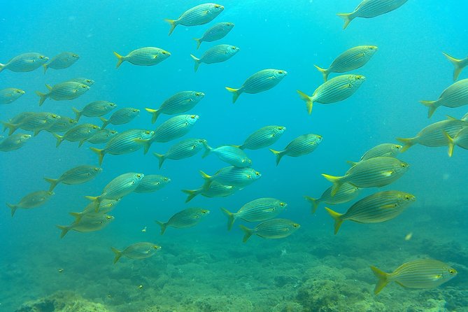 Snorkeling in Gran Canaria With Hotel Pick-Up - Cancellation and Refund Policy