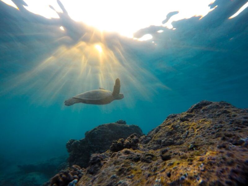 Snorkeling in Hikkaduwa - Instruction and Safety