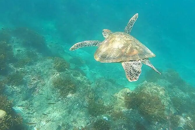 Snorkeling in Isla Del Caño (Caño Island) From Drake Bay - Tour Logistics and Requirements