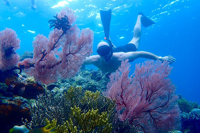 Snorkeling in Menjangan Island With Pickup and Lunch - Good To Know
