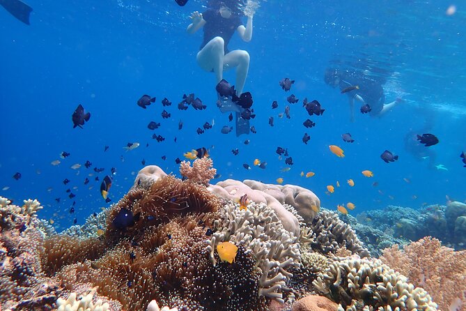 Snorkeling in Menjangan Island With Pickup and Lunch - Additional Important Information