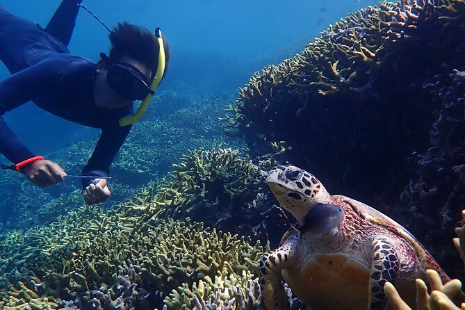 Snorkeling in Menjangan Island With Pickup and Lunch - Highlights From Customer Reviews