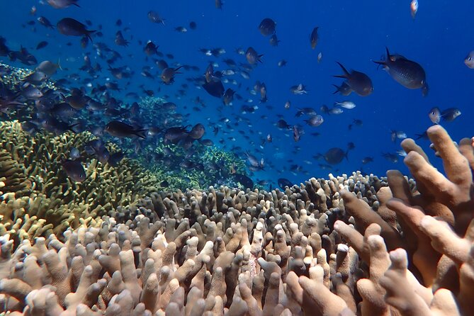 Snorkeling in Menjangan Island With Pickup and Lunch - What to Expect Underwater