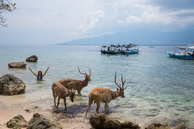 Snorkeling in Menjangan Island With Pickup and Lunch - Exploring Menjangan Islands Marine Life