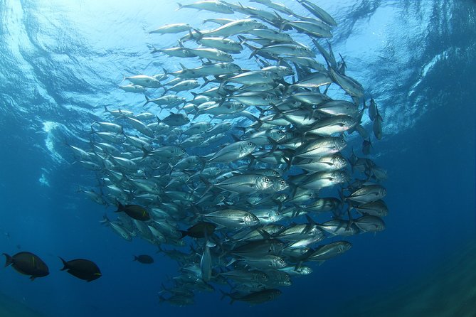Snorkeling in Menjangan Marine Park - Discover Abundant Marine Life of Pemuteran - Dive Center Facilities