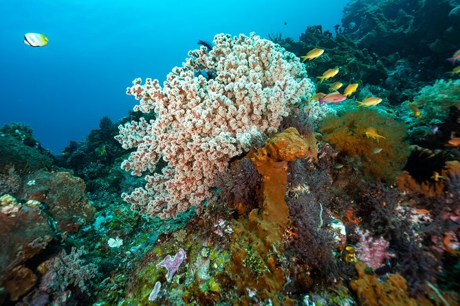 Snorkeling in Menjangan Marine Park - Discover Abundant Marine Life of Pemuteran - Pricing and Booking Information