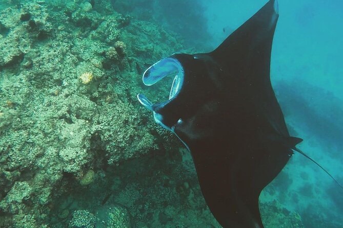 Snorkeling In Nusa Penida And Uluwatu Sunset Tours - Host Response