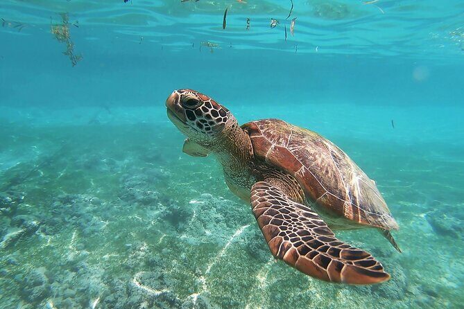 Snorkeling in Paradise - Videos Included - Key Points