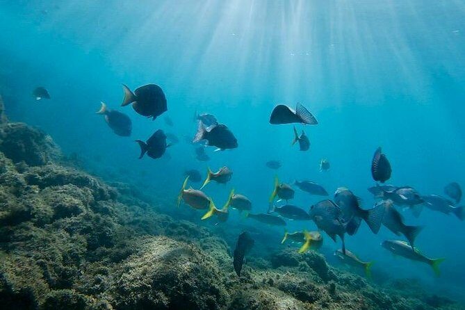 Snorkeling in Paradise - Videos Included - Who Should Consider This Tour?