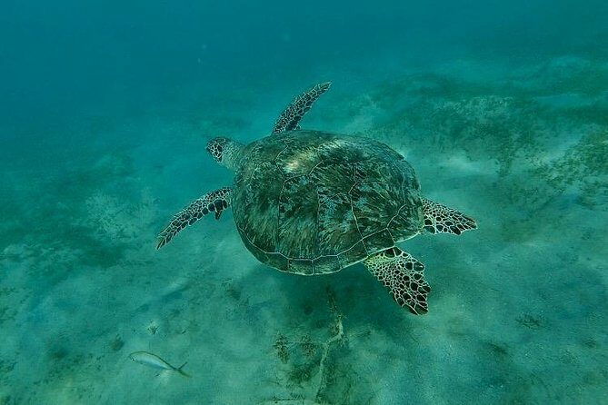 Snorkeling in Paradise - Videos Included - FAQ