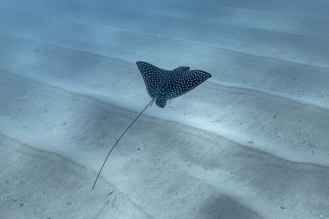 Snorkeling in San Jose del Cabo - Final Thoughts: Why Consider This Snorkeling Adventure?