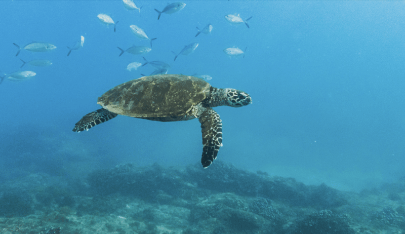 Snorkeling in San Jose Del Cabo - Underwater Photography