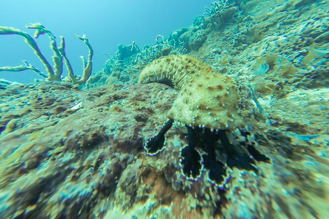 Snorkeling in Talawila St. Annes Reef - Sum Up