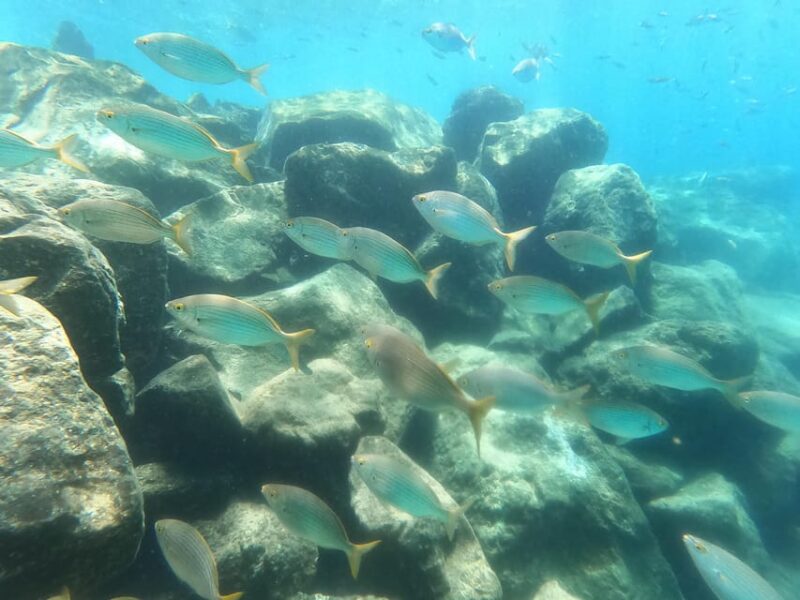 Snorkeling in Tenerife South: Discover the Underwater World - Ideal for All Ages