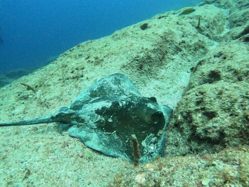 Snorkeling in Terceira Island - Key Points
