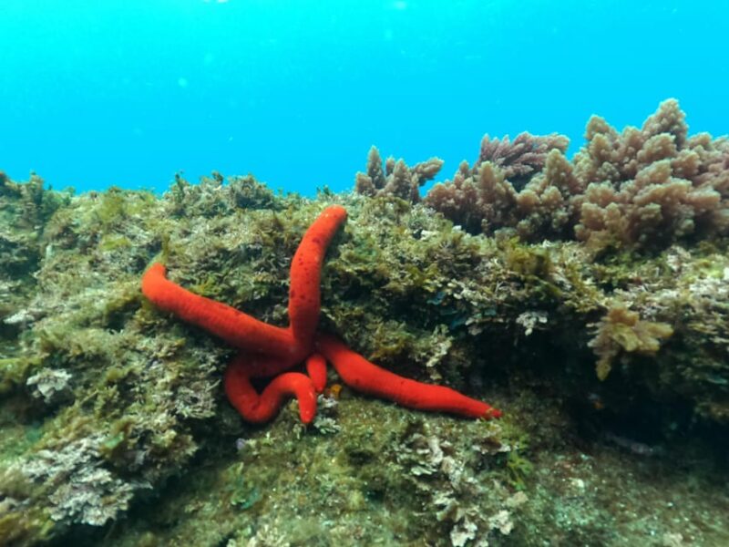 Snorkeling in Terceira Island - Certified Multilingual Guides