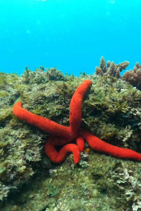 Snorkeling in Terceira Island - Meeting Point and Equipment