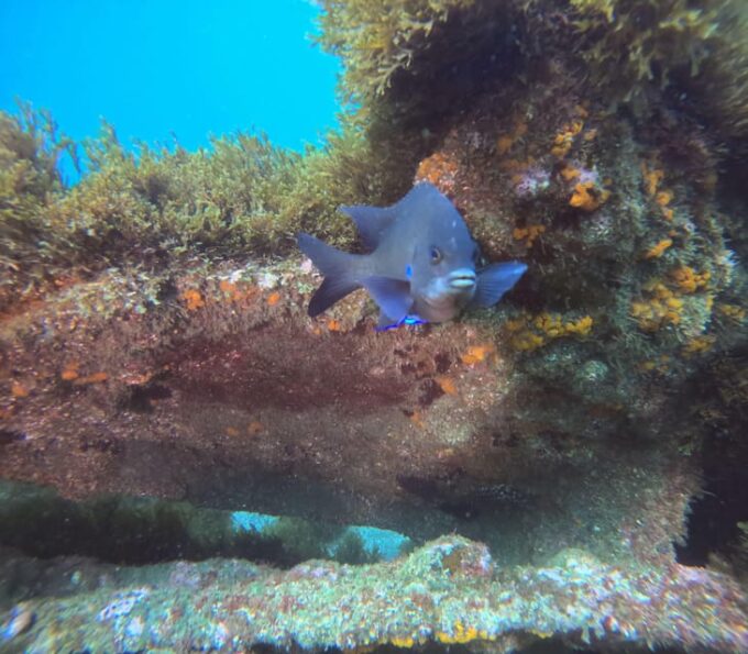 Snorkeling in Terceira Island - Frequently Asked Questions