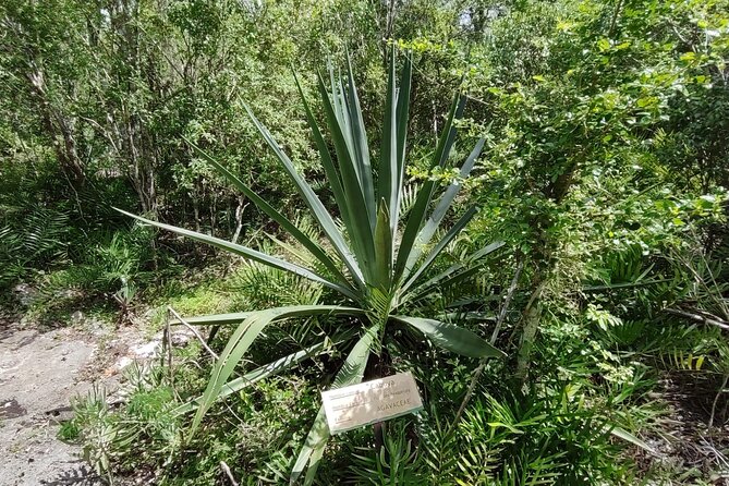 Snorkeling in the Cenotes of Bayahibe - Accessibility and Health Considerations