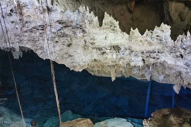 Snorkeling in the Cenotes of Bayahibe - Exploring the Local Flora and Fauna