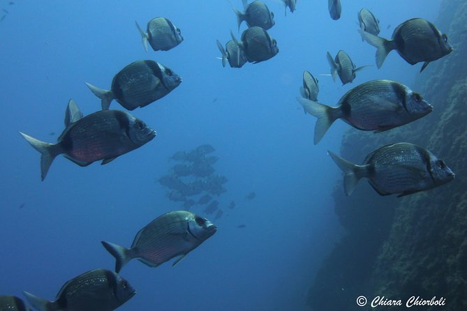 Snorkeling in the Marine Protected Area of Capo Carbonara - Snorkeling Experience and Reviews