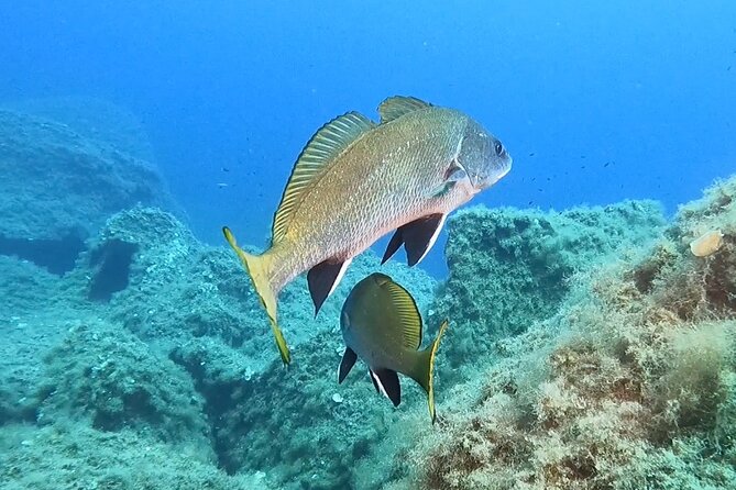 Snorkeling in the Marine Protected Area of Capo Carbonara - Included Equipment and Guide
