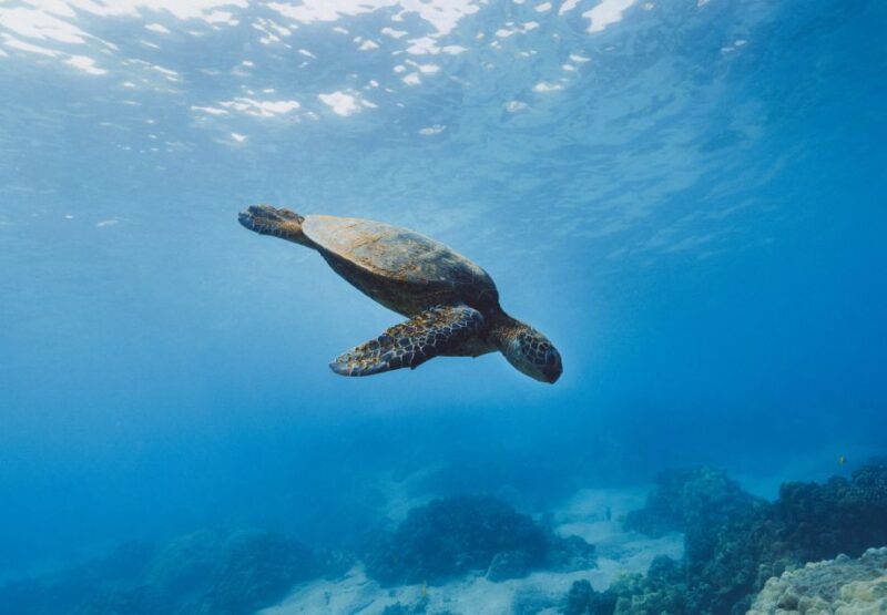 Snorkeling in Unawatuna - Expert Team and Safety