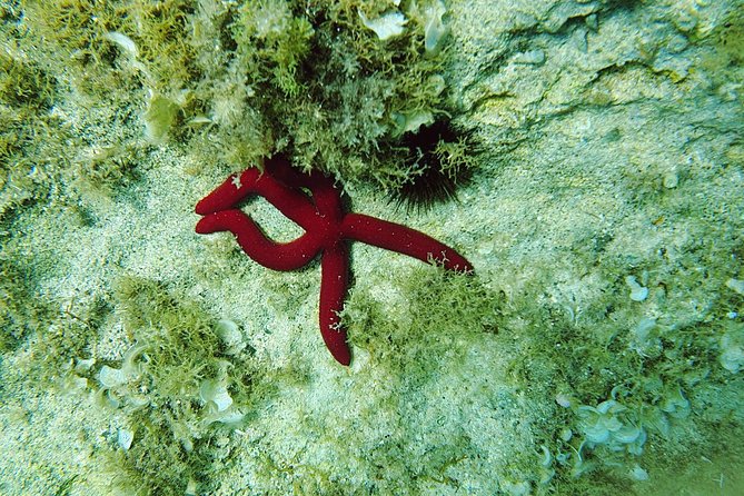 Snorkeling in Ustica (Observation of Marine Flora and Fauna) - Included Amenities
