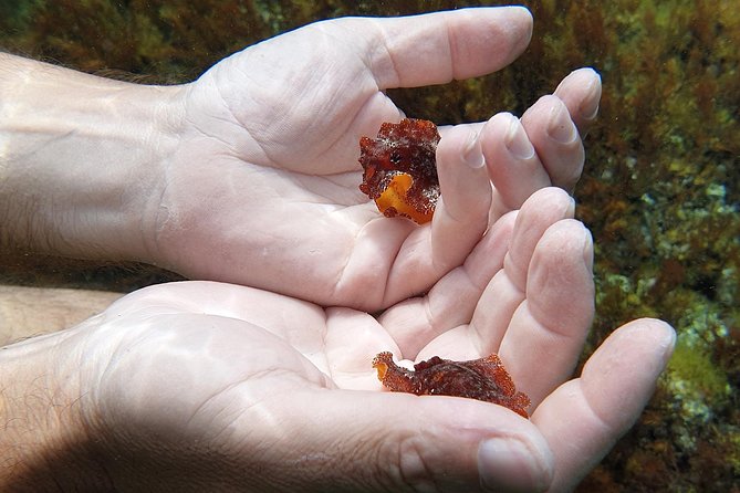 Snorkeling in Ustica (Observation of Marine Flora and Fauna) - Participation Requirements