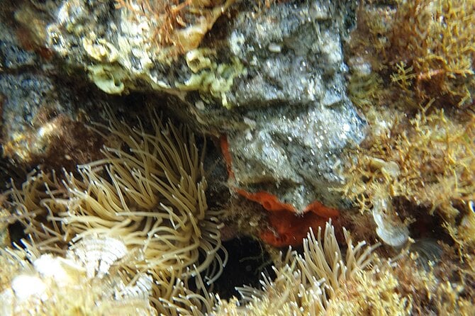 Snorkeling in Ustica (Observation of Marine Flora and Fauna) - Additional Information