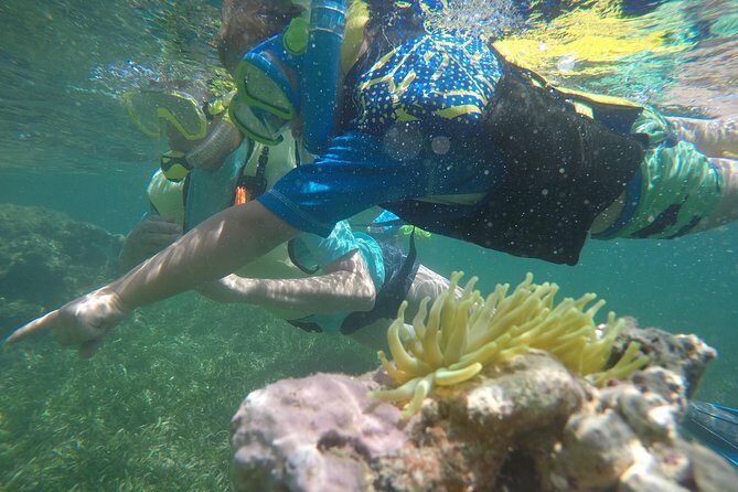 Snorkeling & Kayak Eco-Adventure in Puerto Rico - What to Expect from This Puerto Rico Snorkeling & Kayak Tour