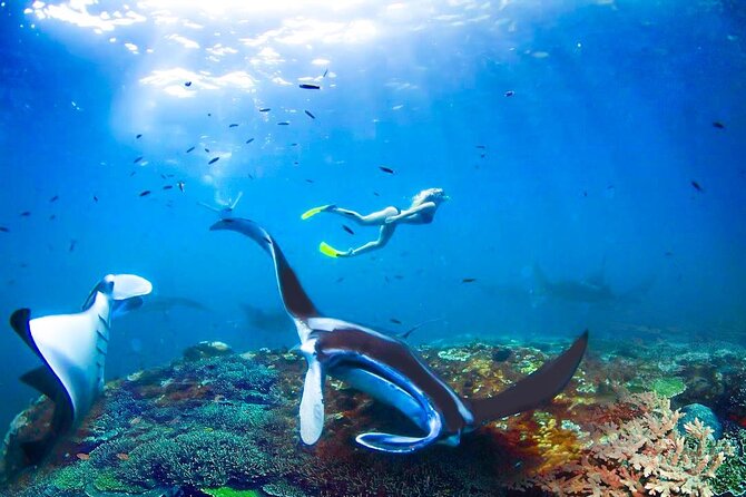 Snorkeling Manta Ray Safari in Nusa Penida - Booking and Cancellation Policy