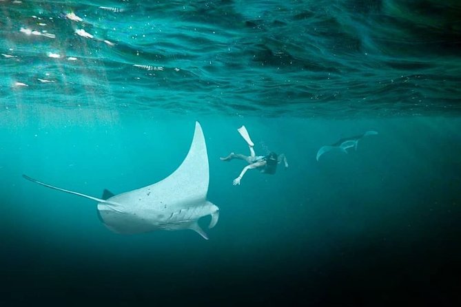 Snorkeling Manta Ray Safari in Nusa Penida - Group Size and Departure Times