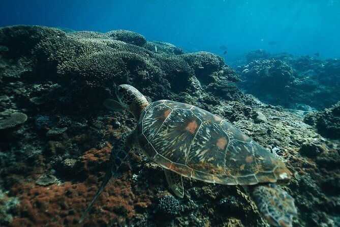 Snorkeling Manta Rays and Land Tour Nusa Penida <> All-Included - Accessibility