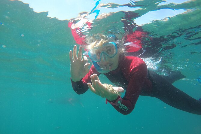 Snorkeling - Marine Park Discovery - Arrabida Natural Park Highlights