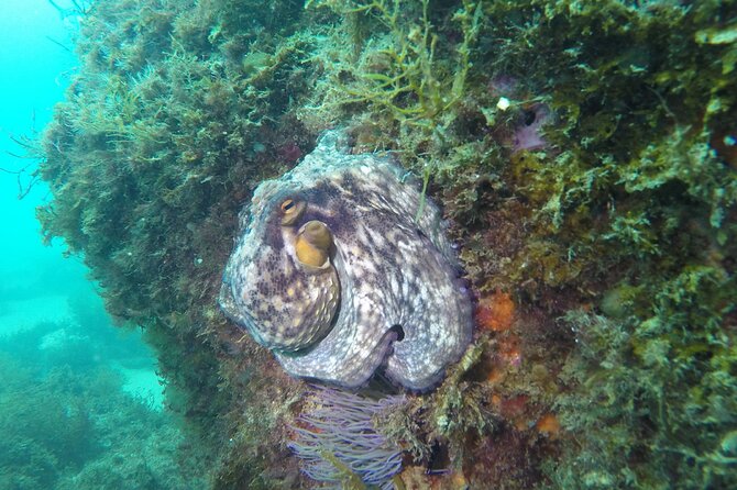 Snorkeling - Marine Park Discovery - Pickup and Meeting Locations