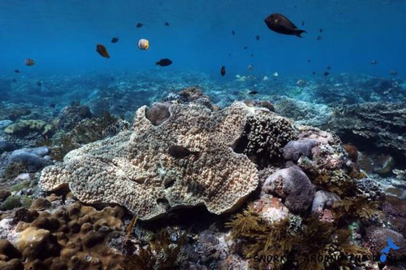 Snorkeling Nusa Penida Expedition 4 Point - Snorkeling Sites