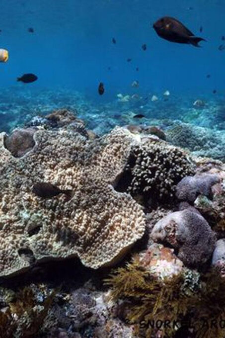 Snorkeling Nusa Penida Expedition 4 Point - Customer Feedback