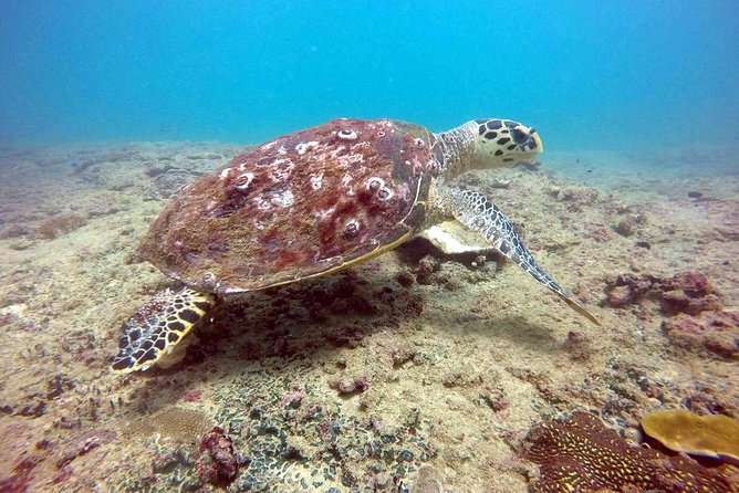 Snorkeling On Beautiful Rock Island - Unawatuna by Boat - Snorkeling Experience