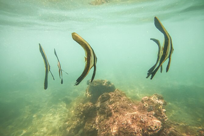 Snorkeling On Beautiful Rock Island - Unawatuna by Boat - Stunning Rock Island