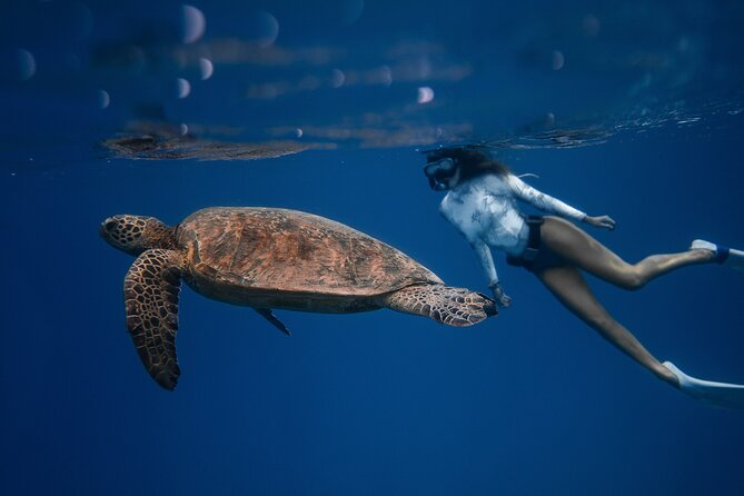 Snorkeling Open Ocean Wildlife Safari in Los Cabos With Photos Included - Snacks, Drinks, and Convenient Amenities