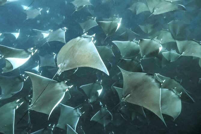 Snorkeling Open Ocean Wildlife Safari in Los Cabos With Photos Included - Meeting Point and Pickup Directions