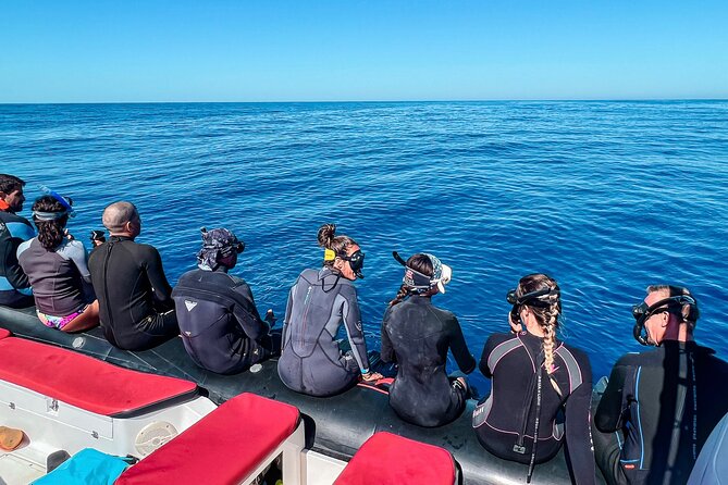 Snorkeling Open Ocean Wildlife Safari in Los Cabos With Photos Included - Accessibility and Physical Requirements