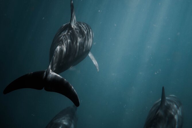 Snorkeling Open Ocean Wildlife Safari in Los Cabos With Photos Included - Customer Reviews and Feedback Highlights